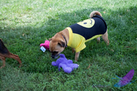 Pawtimore Shoot 8-2-14