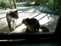 Animals