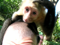 Animals
