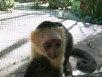 Animals